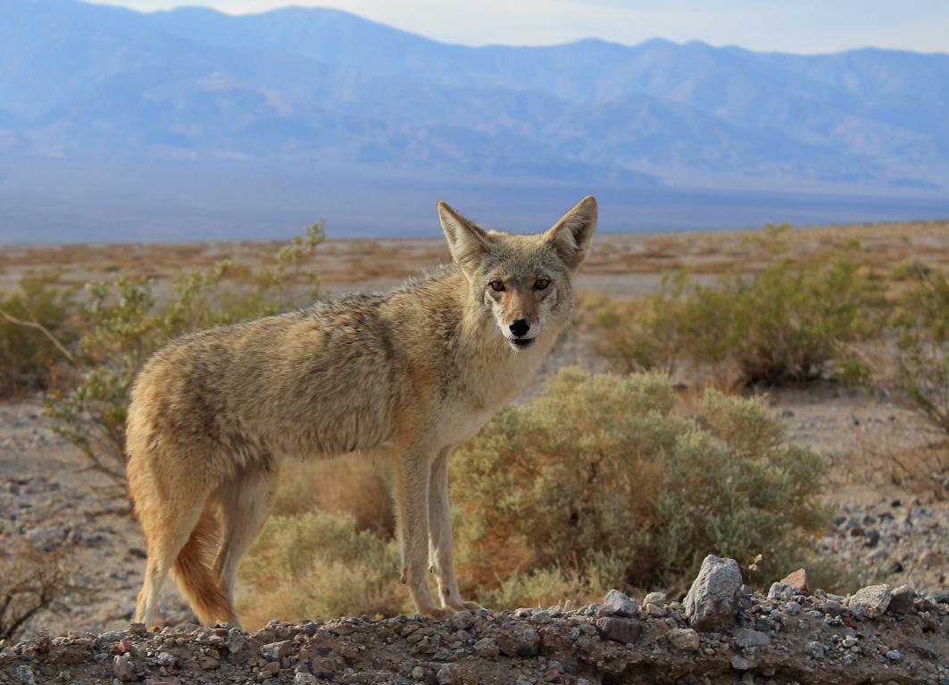 ein Wüstenfuchs