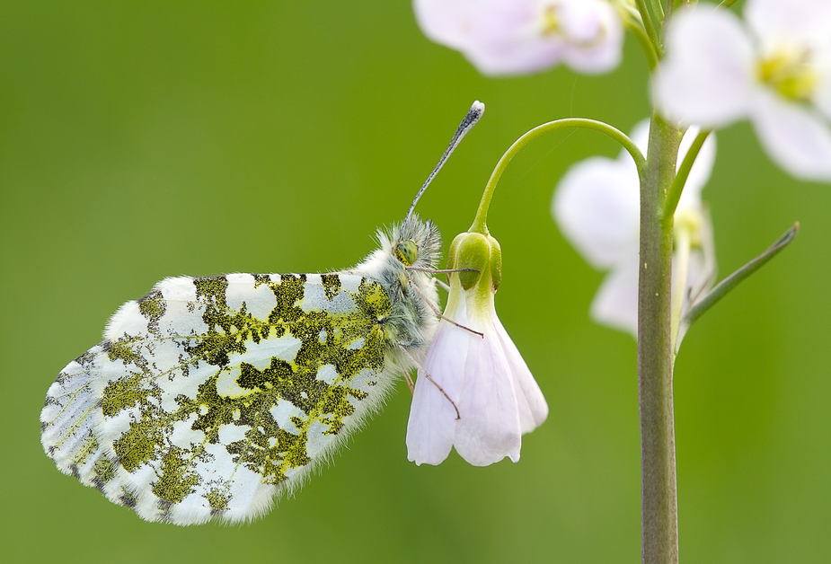 Ein Wunder der Natur... von 30 Secounds 