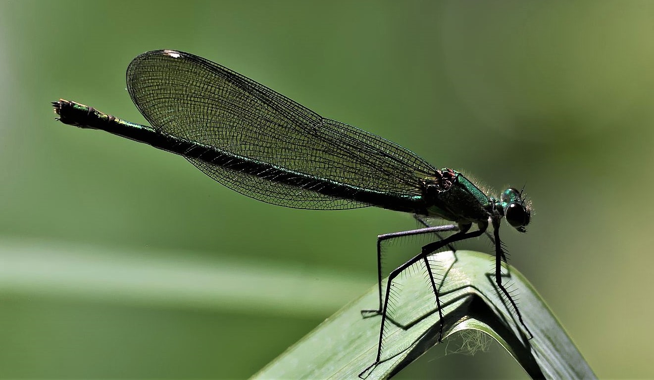 Ein Wunder der Natur