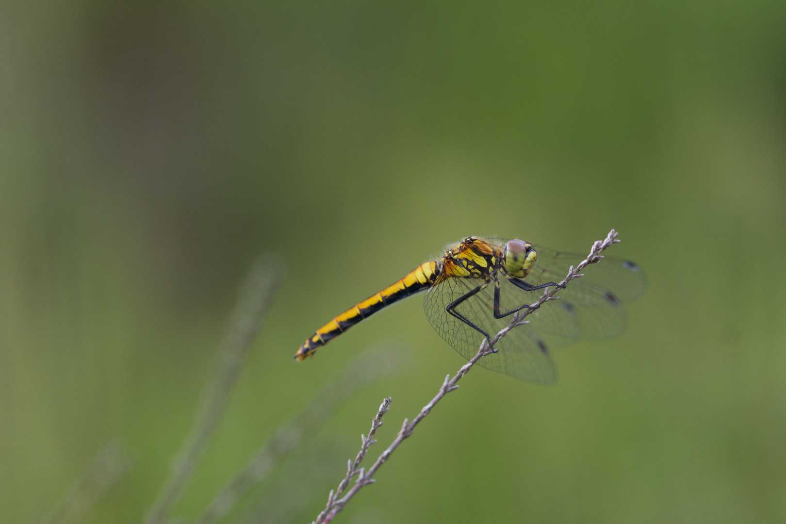 ein Wunder der Natur