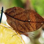 ein Wunder der Natur - der Malaysische Blattschmetterling