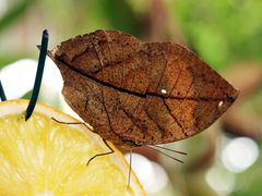 ein Wunder der Natur - der Malaysische Blattschmetterling