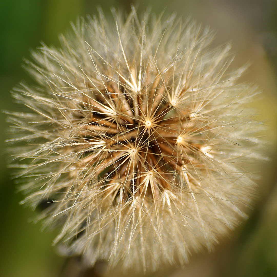 Ein Wunder der Natur