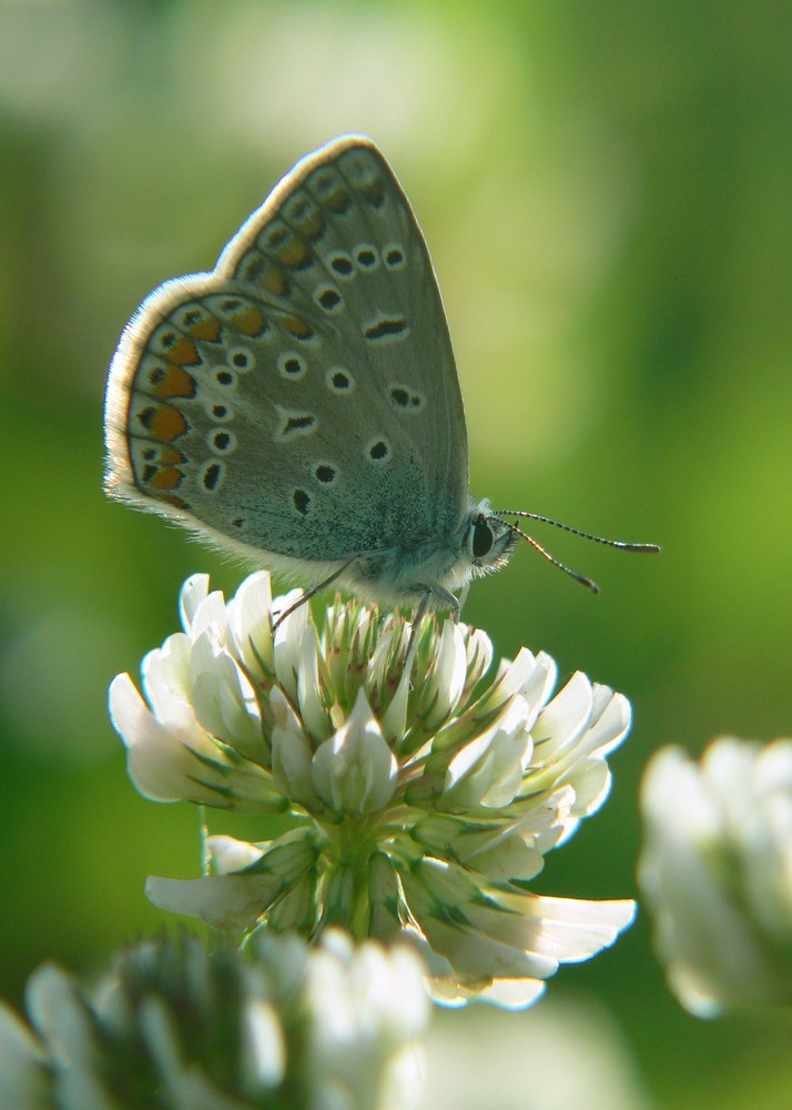 Ein Wunder der Natur