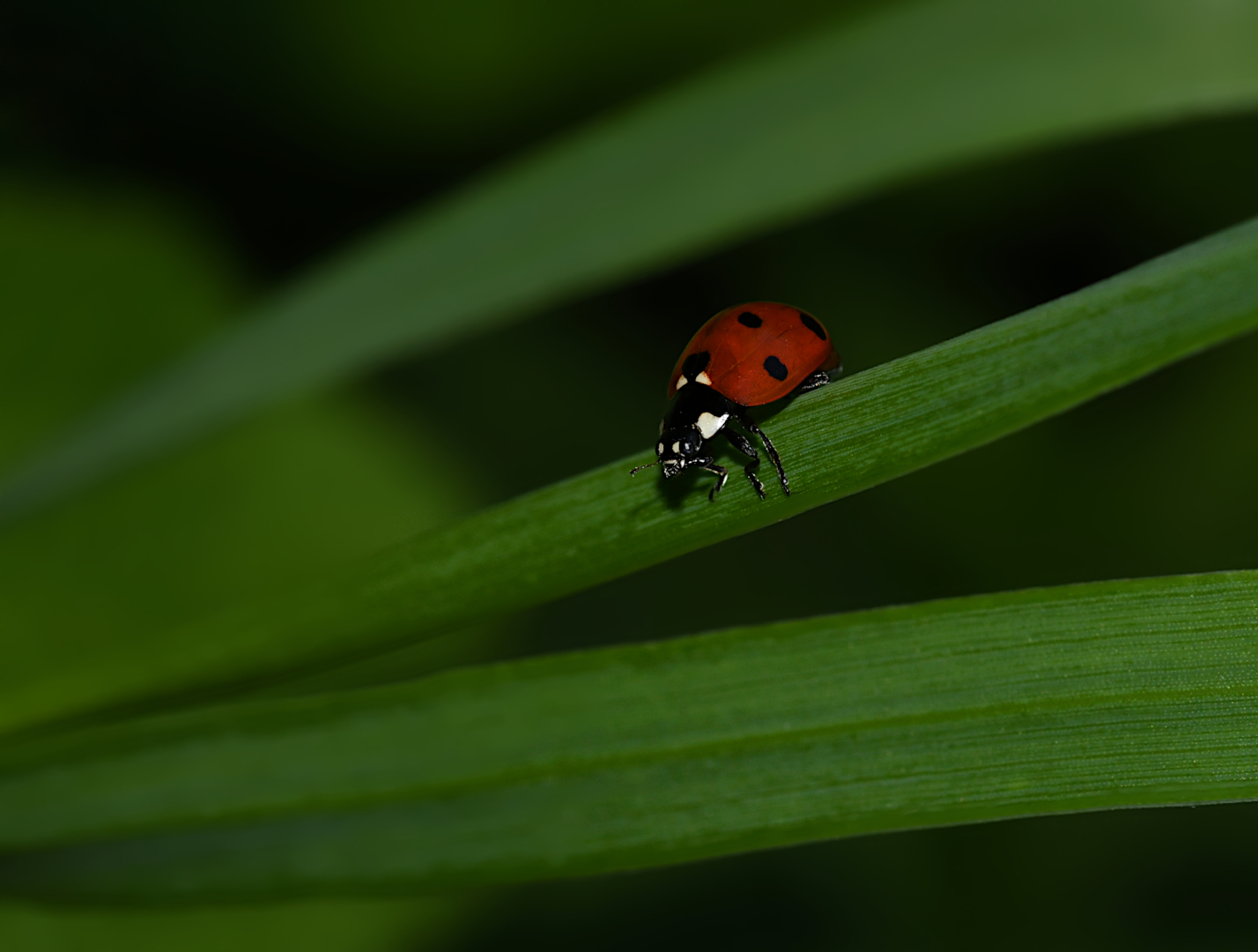 "EIN WUNDER DER NATUR."