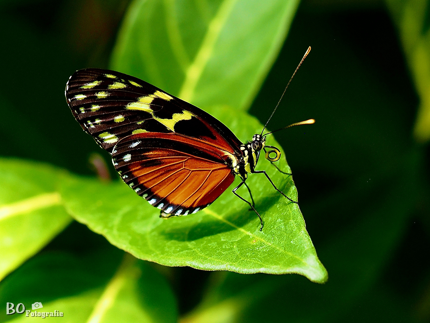 …ein Wunder der Natur. Heliconius erato