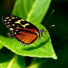 …ein Wunder der Natur. Heliconius erato