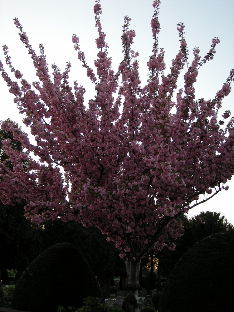 Ein wunder schöner Baum