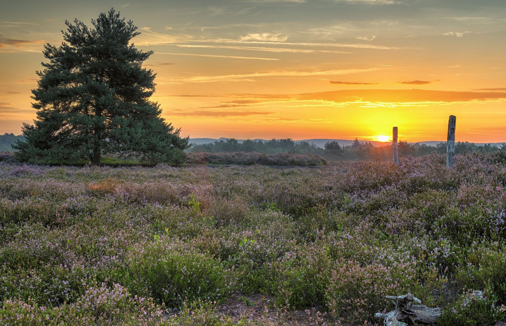 Ein wunderbarer Morgen in der Mehlinger Heide