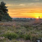 Ein wunderbarer Morgen in der Mehlinger Heide