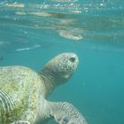 Ein wunderbares Erlebnis in Costa Rica