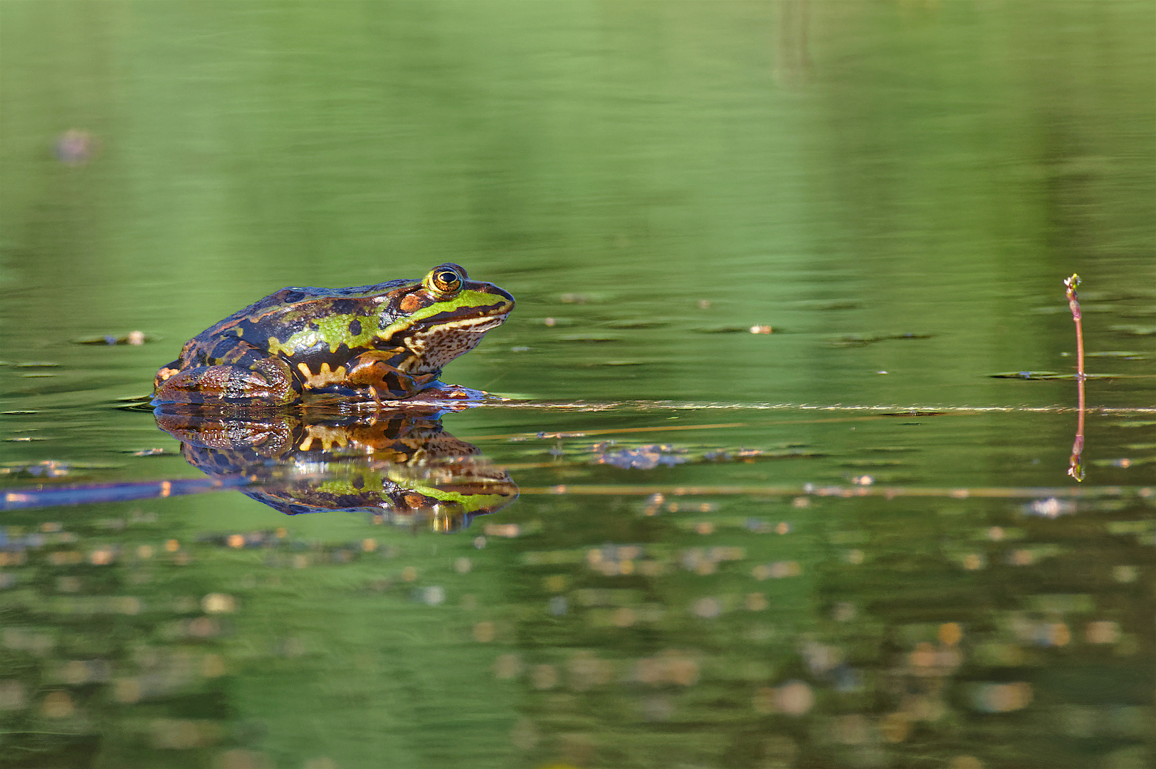 Ein Wunderfrosch