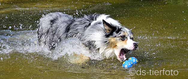 Ein wunderhübscher Bordercollie. Und Wasser fand er megacool.