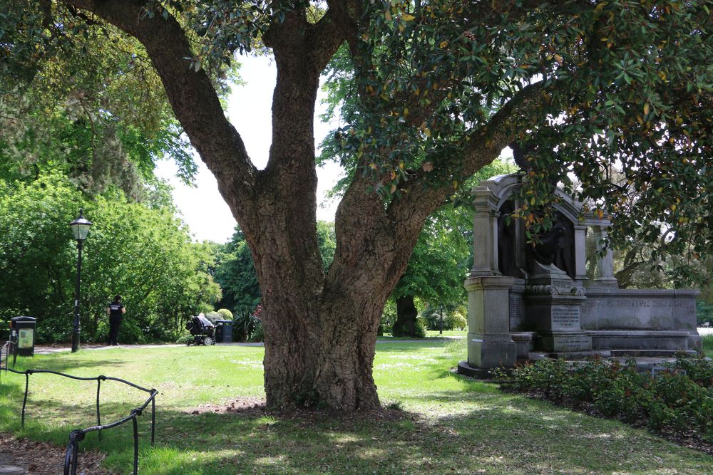 Ein wunderschöner alter Baum