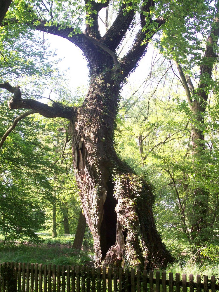 Ein Wunderschöner Baum