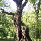 Ein Wunderschöner Baum