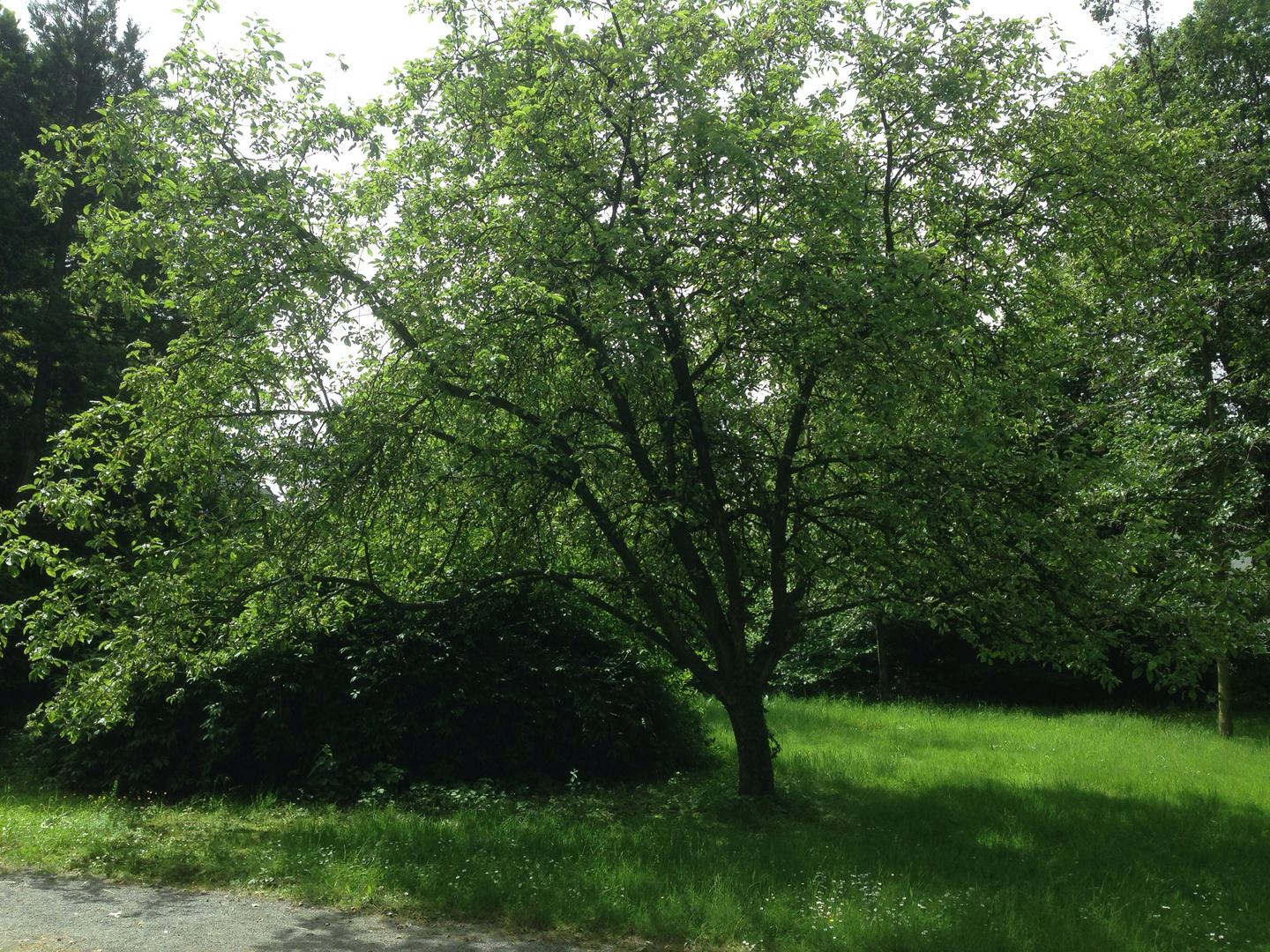 Ein wunderschöner Baum