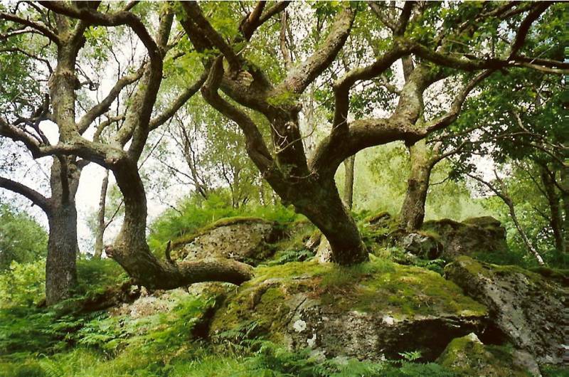 Ein wunderschöner Baum oder...