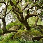 Ein wunderschöner Baum oder...