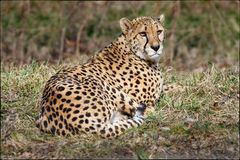Ein wunderschöner Gepard - 