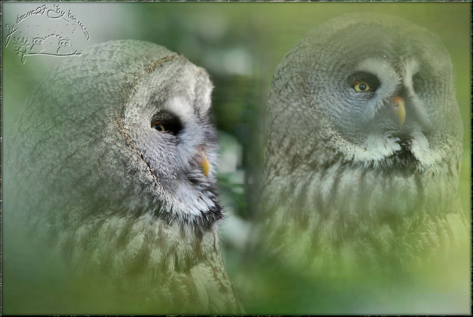 Ein wunderschöner Greifvogel