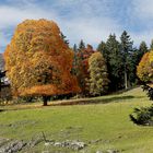 Ein wunderschöner Herbst!