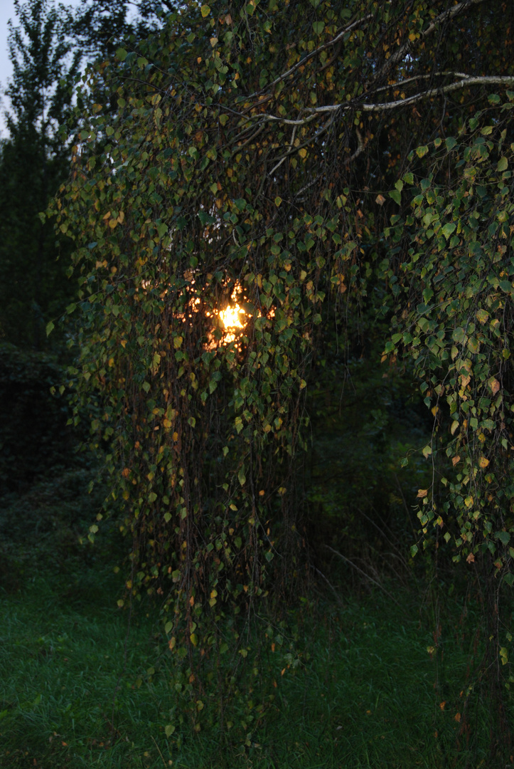 ein wunderschöner Herbst neigt sich dem Ende entgegen