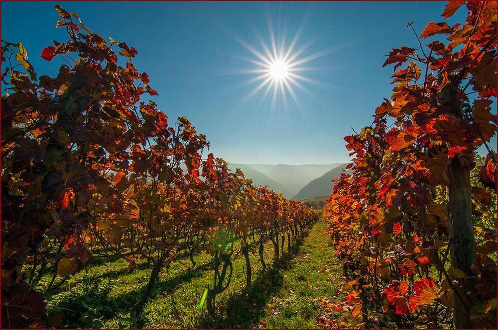 Ein wunderschöner Herbsttag im Weinberg