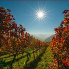 Ein wunderschöner Herbsttag im Weinberg