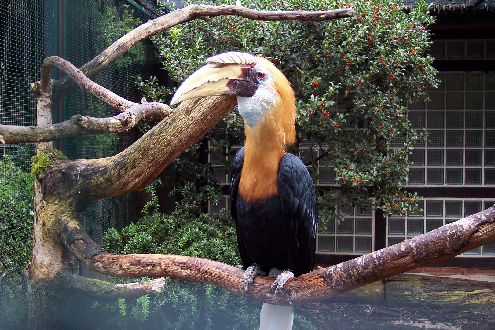 Ein wunderschöner Hornvogel