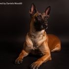 Ein wunderschöner Malinois