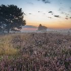 Ein wunderschöner Morgen in der Mehlinger Heide