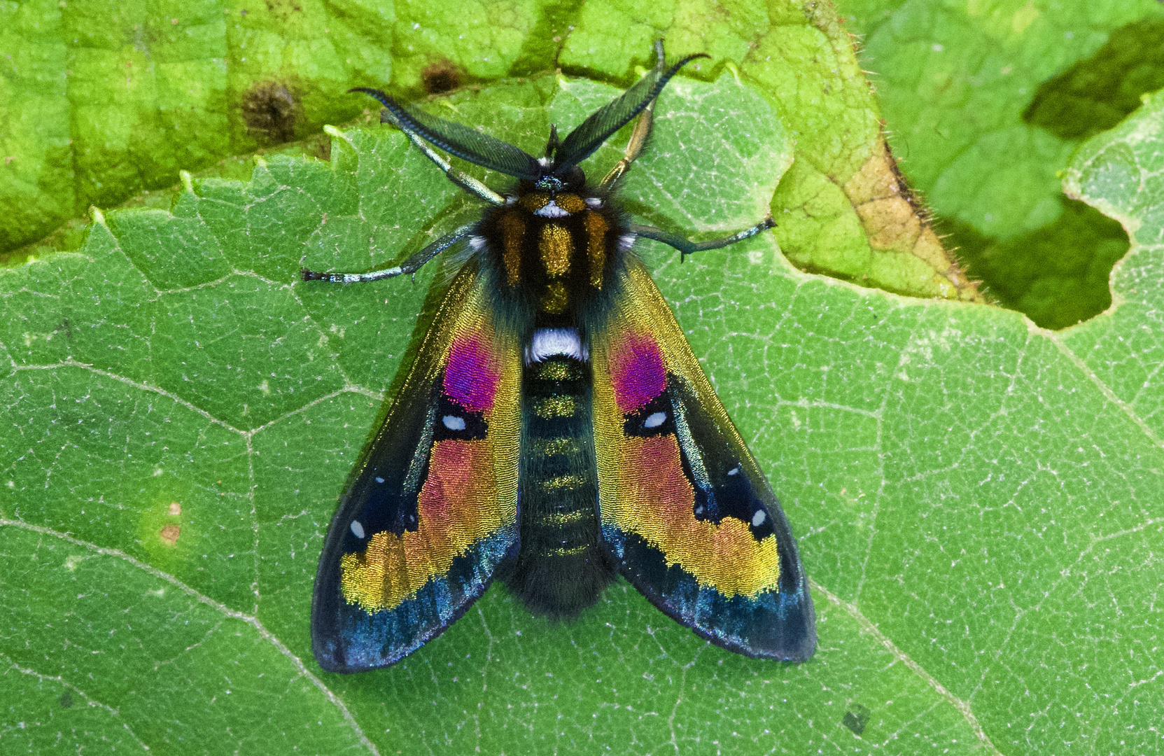 Ein wunderschöner Nachtfalter aus dem Nebelwald von Peru 