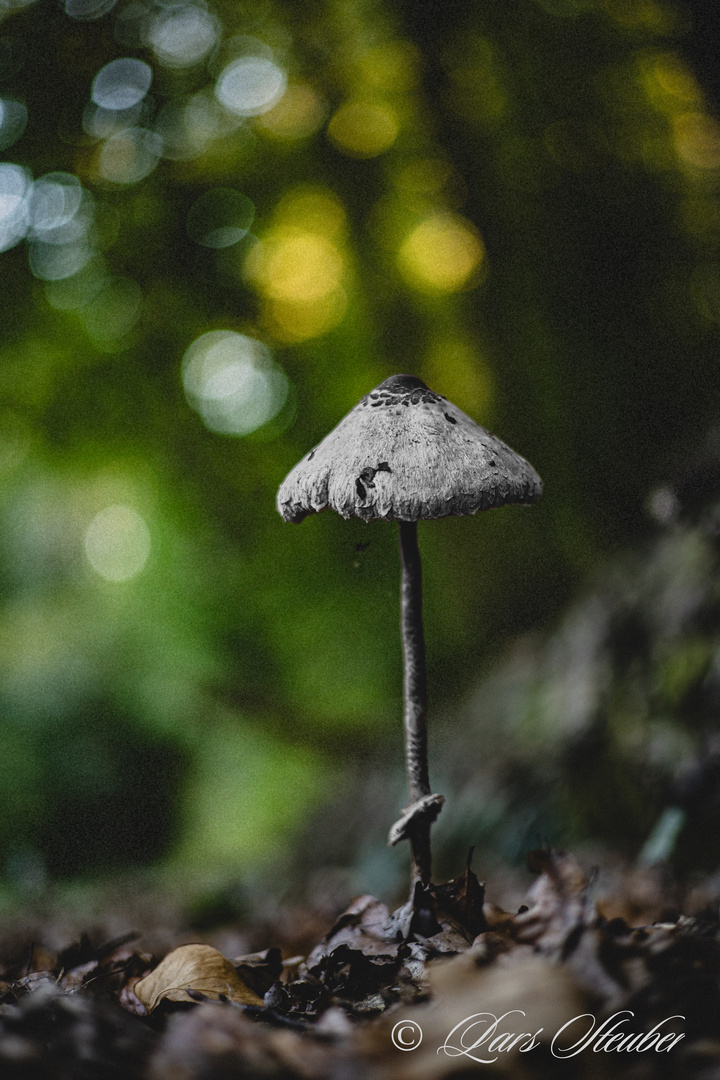 Ein wunderschöner Pilz im Wald.