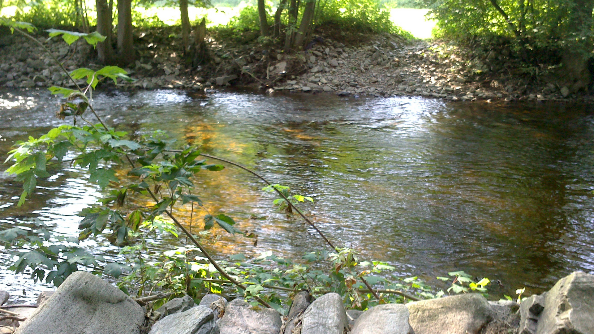 Ein wunderschöner Platz im Wald