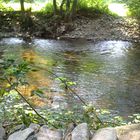 Ein wunderschöner Platz im Wald