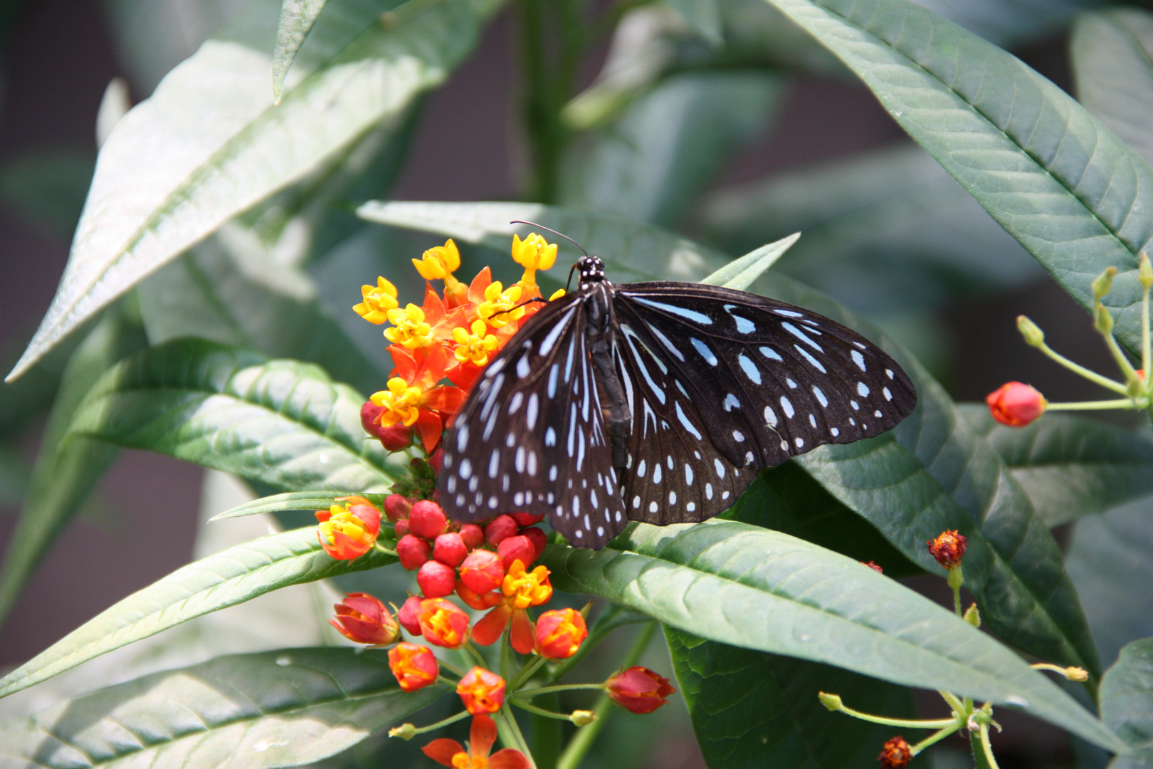 ein wunderschöner Schmetterling