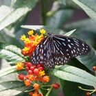 ein wunderschöner Schmetterling