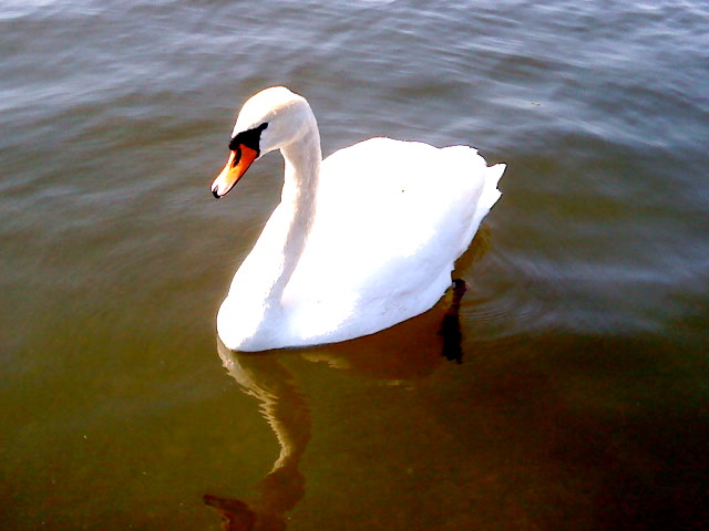 ein Wunderschöner Schwan