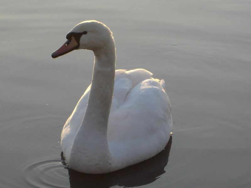 Ein wunderschöner Schwan