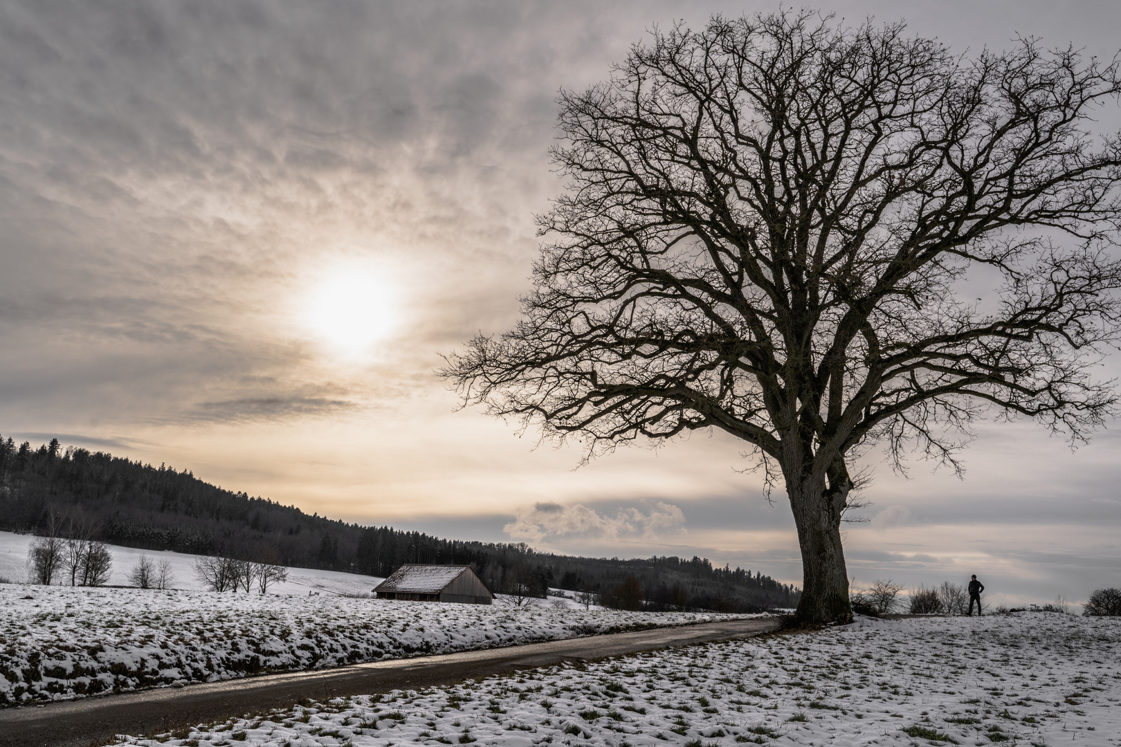 ein wunderschöner solitärer Baum