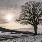 ein wunderschöner solitärer Baum