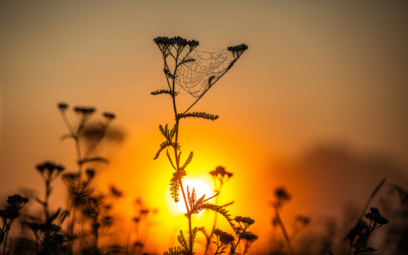 Ein wunderschöner Spinnenmorgen