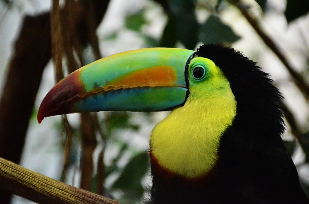 Ein wunderschöner Tucano.