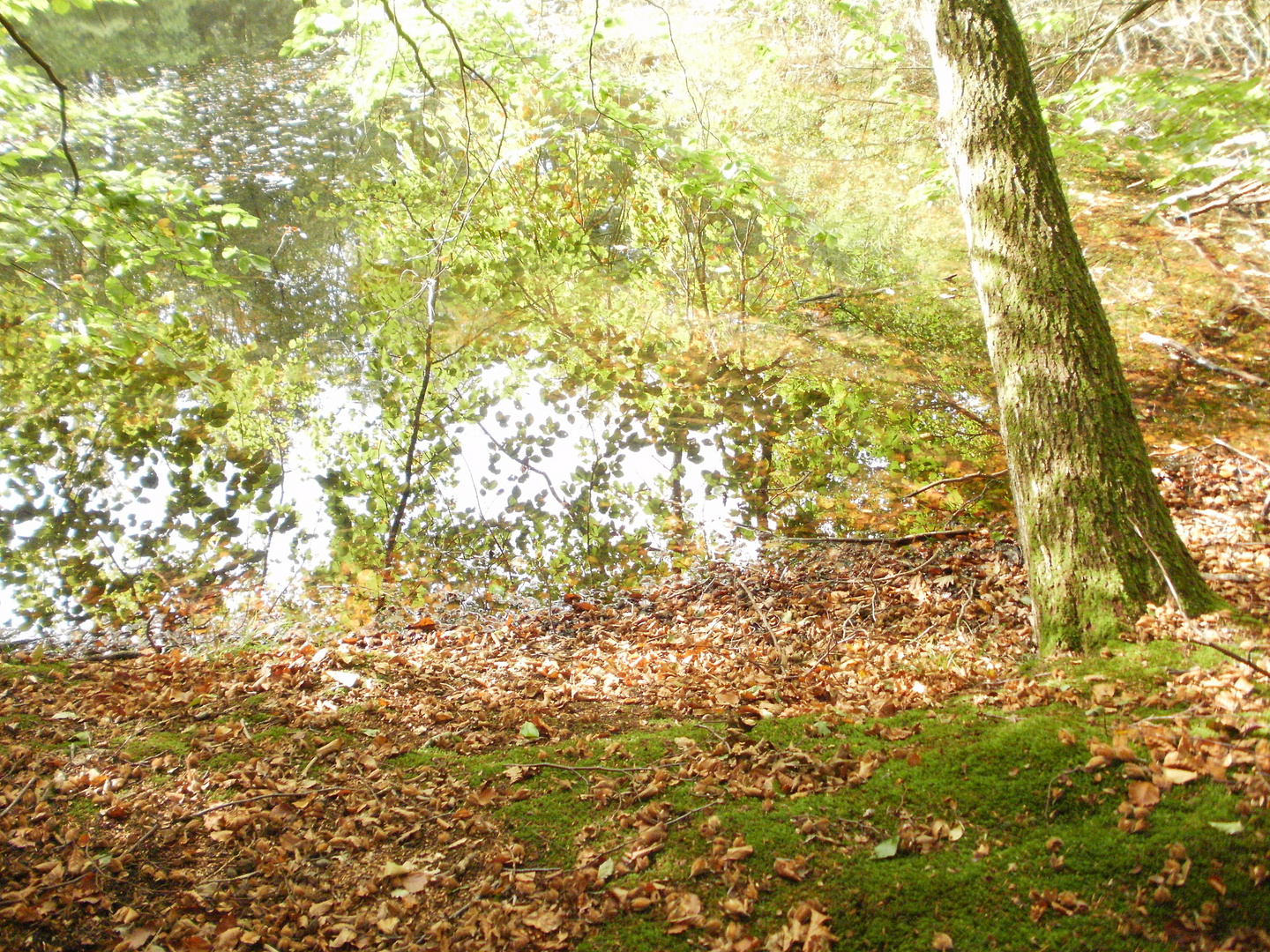 ein wunderschöner Waldsee- so ruhig