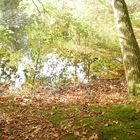 ein wunderschöner Waldsee- so ruhig