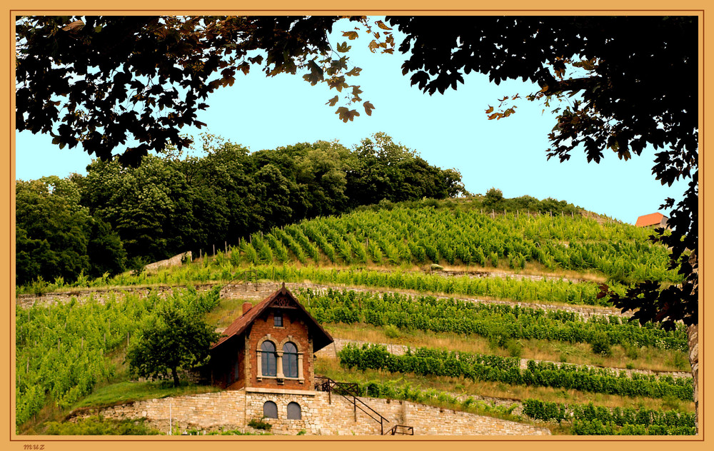 Ein wunderschöner Weinberg im Saale-Unstrut-Gebiet...  (071)