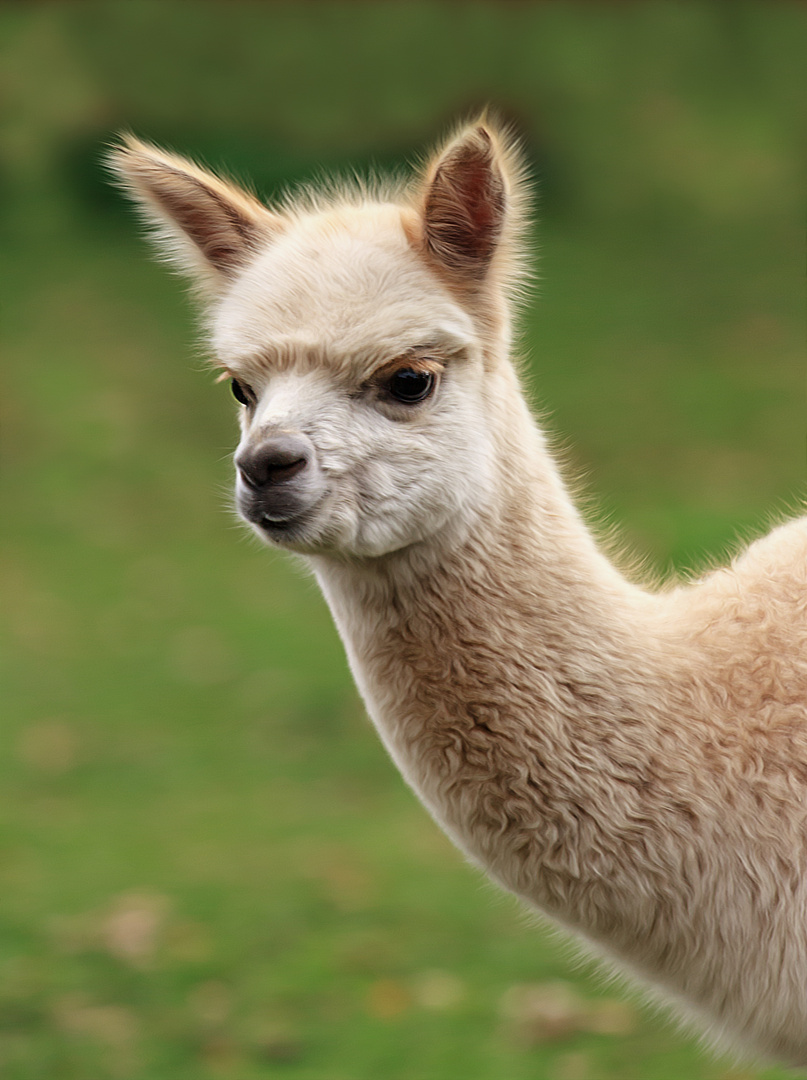 Ein wunderschönes Alpaka-Fohlen Foto & Bild | tiere, haustiere, alpaka