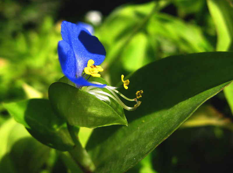 Ein wunderschönes Blümchen -wie ist ihr Name.?