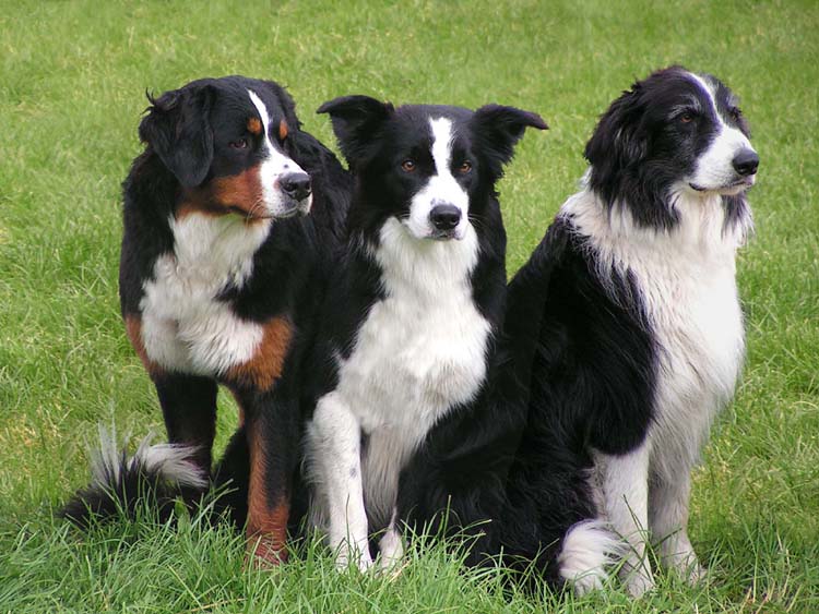 Ein wunderschönes Trio